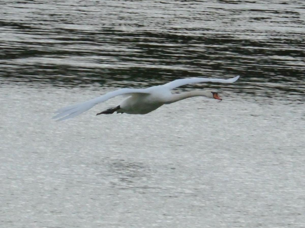 Les Cygnes Au Bord Du Loing Villa Montigny-sur-Loing Buitenkant foto