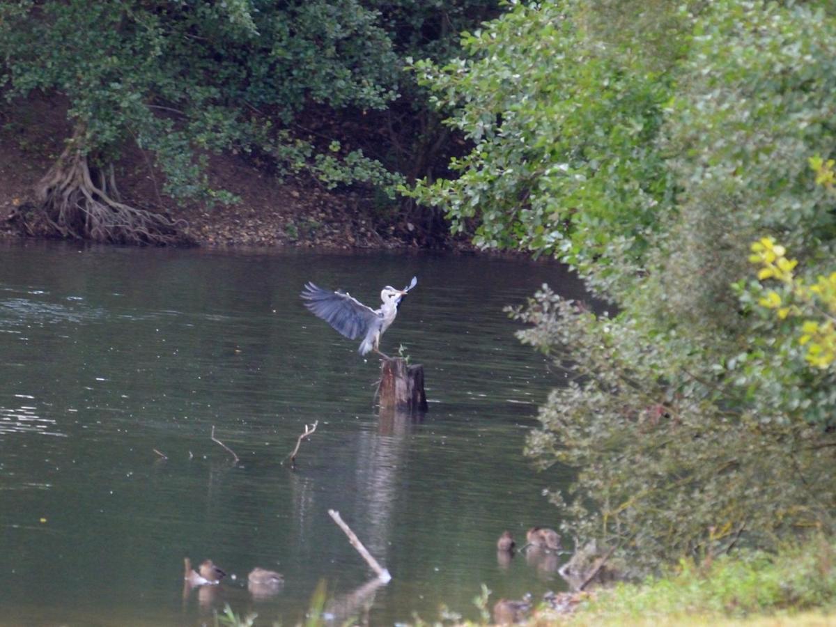 Les Cygnes Au Bord Du Loing Villa Montigny-sur-Loing Buitenkant foto