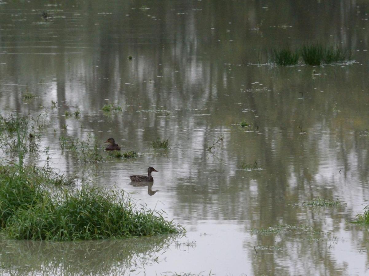 Les Cygnes Au Bord Du Loing Villa Montigny-sur-Loing Buitenkant foto