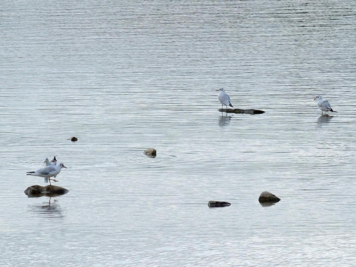 Les Cygnes Au Bord Du Loing Villa Montigny-sur-Loing Buitenkant foto